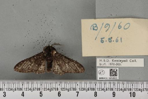 Biston betularia (Linnaeus, 1758) - BMNHE_1842803_412383