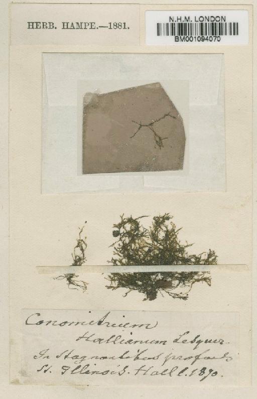 Fissidens hallianus (Sull. & Lesq.) Mitt. - BM001094070