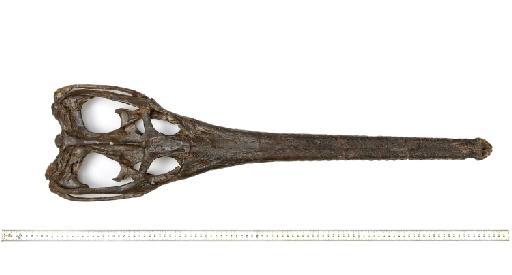 Charitomenosuchus leedsi - PV R 3806 skull 001