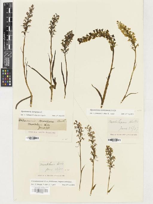 Gymnadenia borealis (Druce) R.M.Bateman, Pridgeon & M.W.Chase - BM001165505