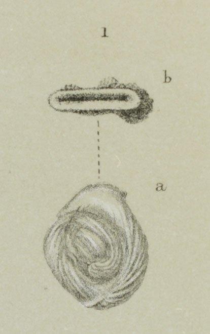 Miliolina Williamson Sensu Stricto Wiesner, 1931 - ZF1922_9_1_Vertebralina.jpg