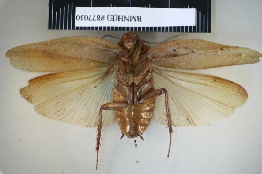 Epilampra insueta Walker, 1868 - Epilampra insueta Walker, F, 1868, male, holotype, ventral. Photographer: Aging Wang. BMNH(E)#877030