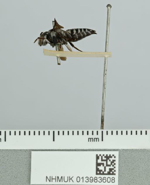 Coelioxys (Allocoelioxys) fuscipennis Smith, F., 1854 - 013983608__-