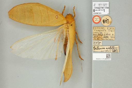 Cratioma oculatum Karny, 1926 - 012496545_72389_86531