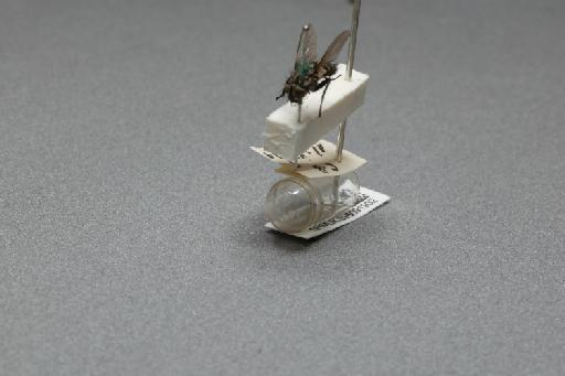 Sarcophaga (Myorhina) nigriventris Meigen, 1826 - 015091932_additional_3