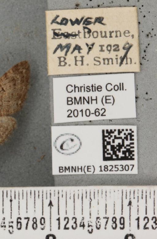 Eupithecia abbreviata Stephens, 1831 - BMNHE_1825307_label_397927