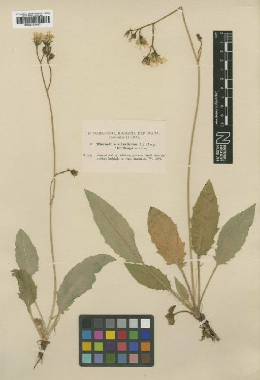 Hieracium murorum subsp. torticeps (Dahlst.) Zahn - BM001050851