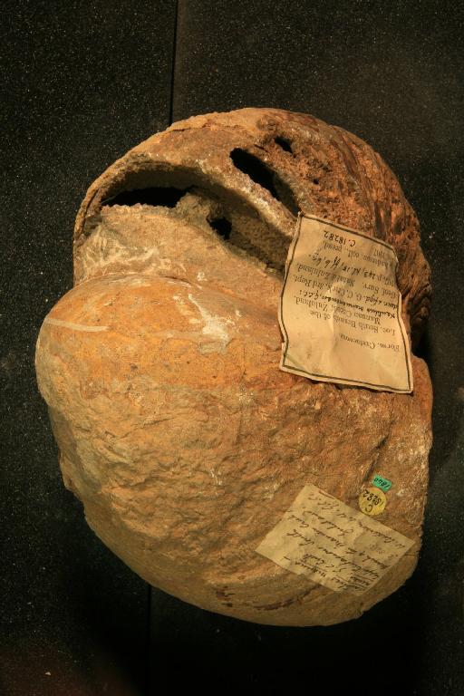 Cymatoceras manuanense (Crick, 1907) - PI C 18282 Cymatoceras manuanense