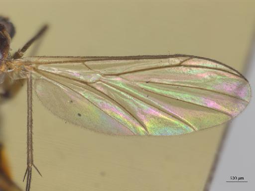 Urytalpa mycetophiloides (Walker, 1856) - Platyura_mycetophiloidea_Urytalpa_ochracea-HT_BMNH236648-wing.jpg