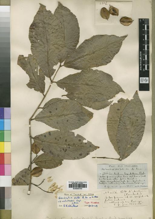 Combretum molle - BM000902105