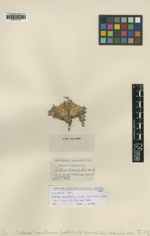 Centaurea cavanillesiana Graells - BM001043159