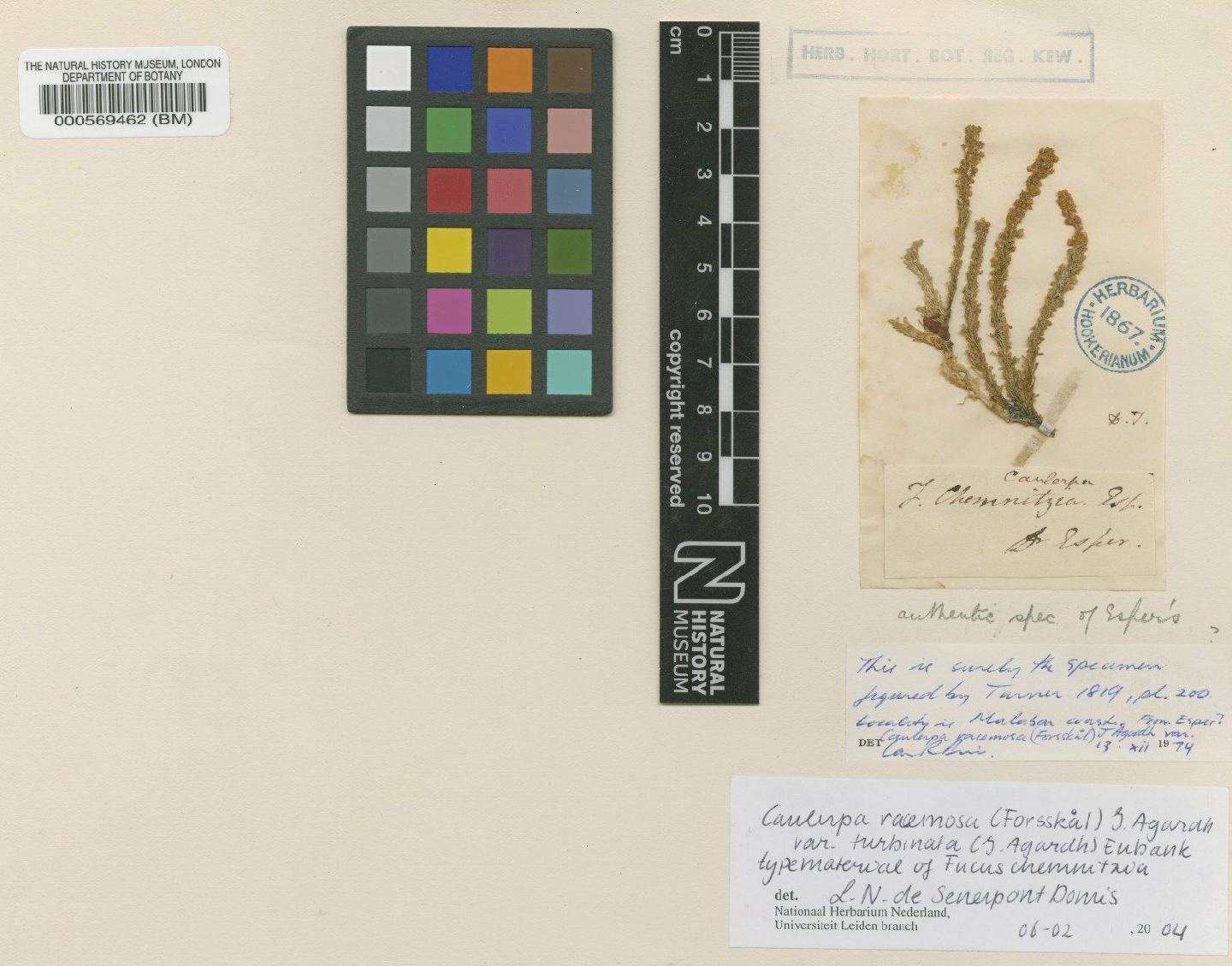 To NHMUK collection (Caulerpa racemosa var. turbinata (Agardh) Eubank; Type; NHMUK:ecatalogue:4829990)