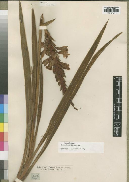 Watsonia densiflora Baker - BM000911996