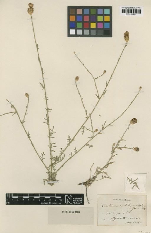 Centaurea attica subsp. attica Nyman - BM001043224