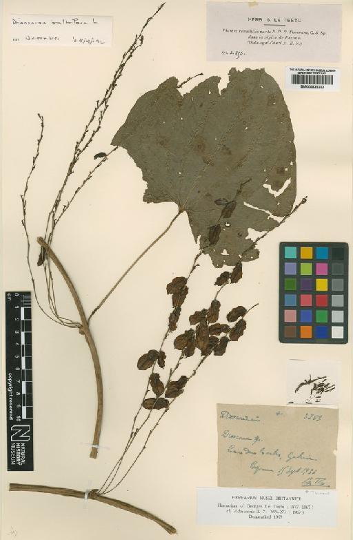 Dioscorea bulbifera L. - BM000833002