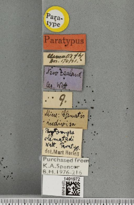 Phytomyza clematadi Watt, 1923 - BMNHE_1491972_label_53672