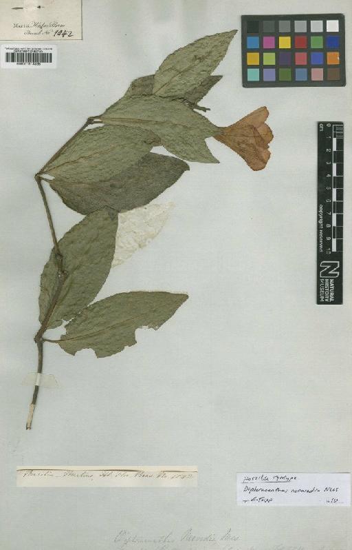 Dipteracanthus neowedia Nees - BM001014865