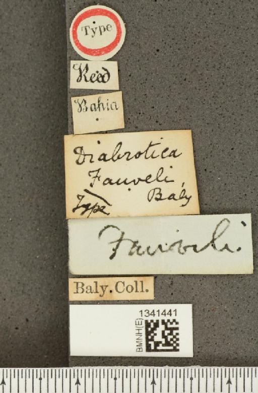 Diabrotica fauveli Baly, 1890 - BMNHE_1341441_label_22955