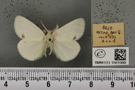 Euproctis similis (Fuessly, 1775) - BMNHE_1561000_253717