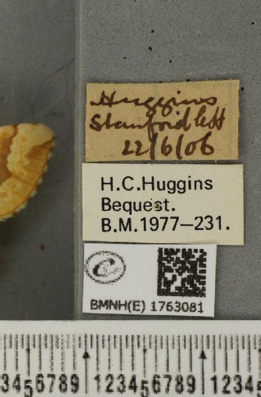 Eulithis mellinata (Fabricius, 1787) - BMNHE_1763081_label_344949