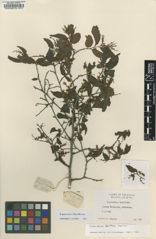 Ruprechtia laxiflora Meisn - BM000092573