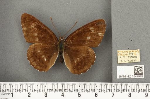 Limenitis camilla (Linnaeus, 1764) - BMNHE_1047846_42820
