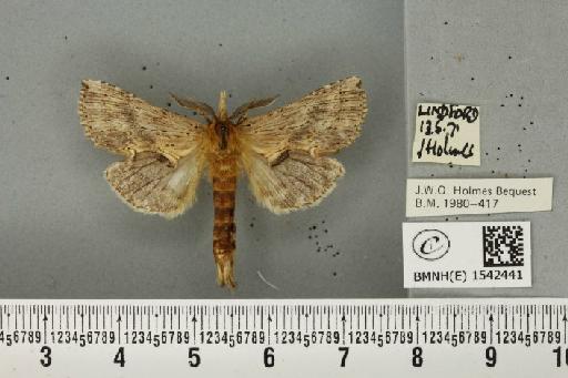 Pterostoma palpina palpina (Clerck, 1759) - BMNHE_1542441_246702