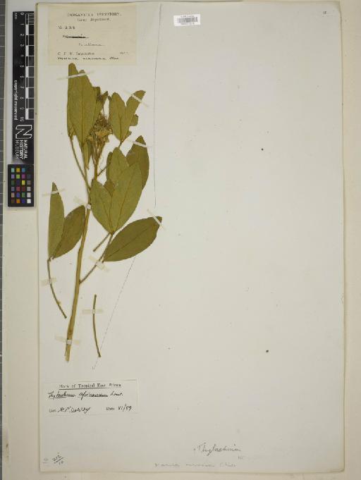 Thilachium africanum Lour. - BM010775512