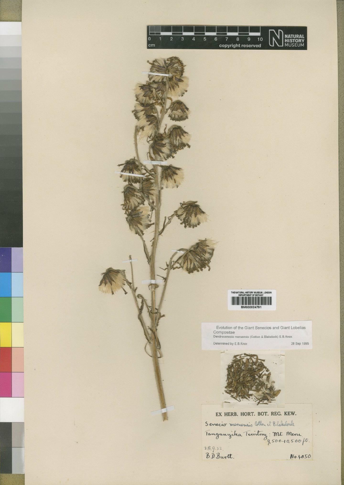 To NHMUK collection (Dendrosenecio meruensis (Cotton & Blakelock) E.B.Knox; Type; NHMUK:ecatalogue:4553511)
