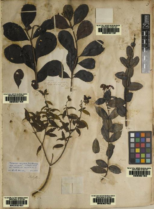 Myrtus caryophyllata L. - BM000621499