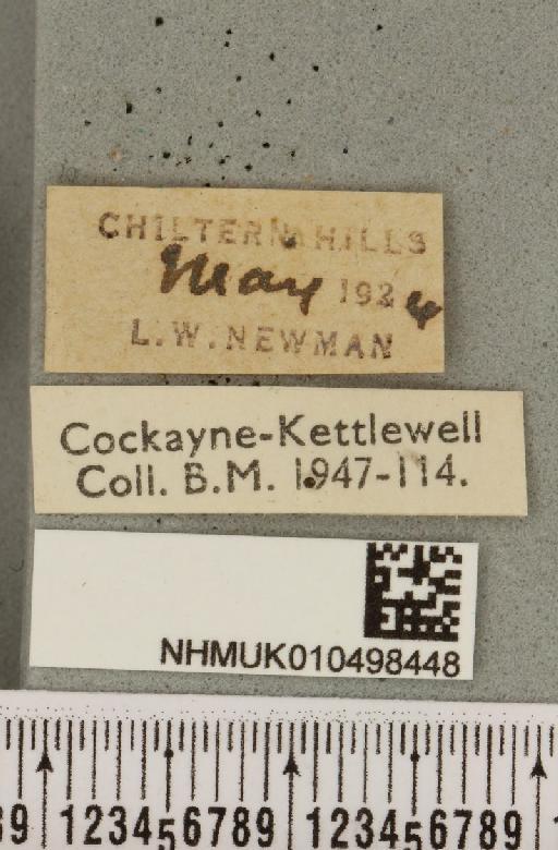 Colocasia coryli ab. melanotica Haverkampf, 1906 - NHMUK_010498448_label_556301