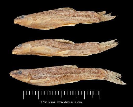 Noemacheilus tschaiyssuensis Banarescu & Nalbant, 1964 - BMNH 1935.9.12.58-60 Noemacheilus tschaiyssuensis PARATYPES