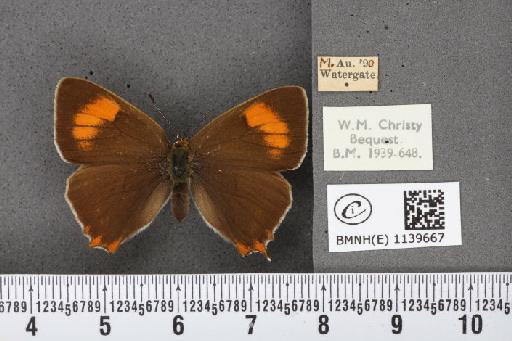 Thecla betulae (Linnaeus, 1758) - BMNHE_1139667_95796