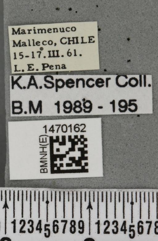 Melanagromyza angolae Malloch, 1934 - BMNHE_1470162_label_44713