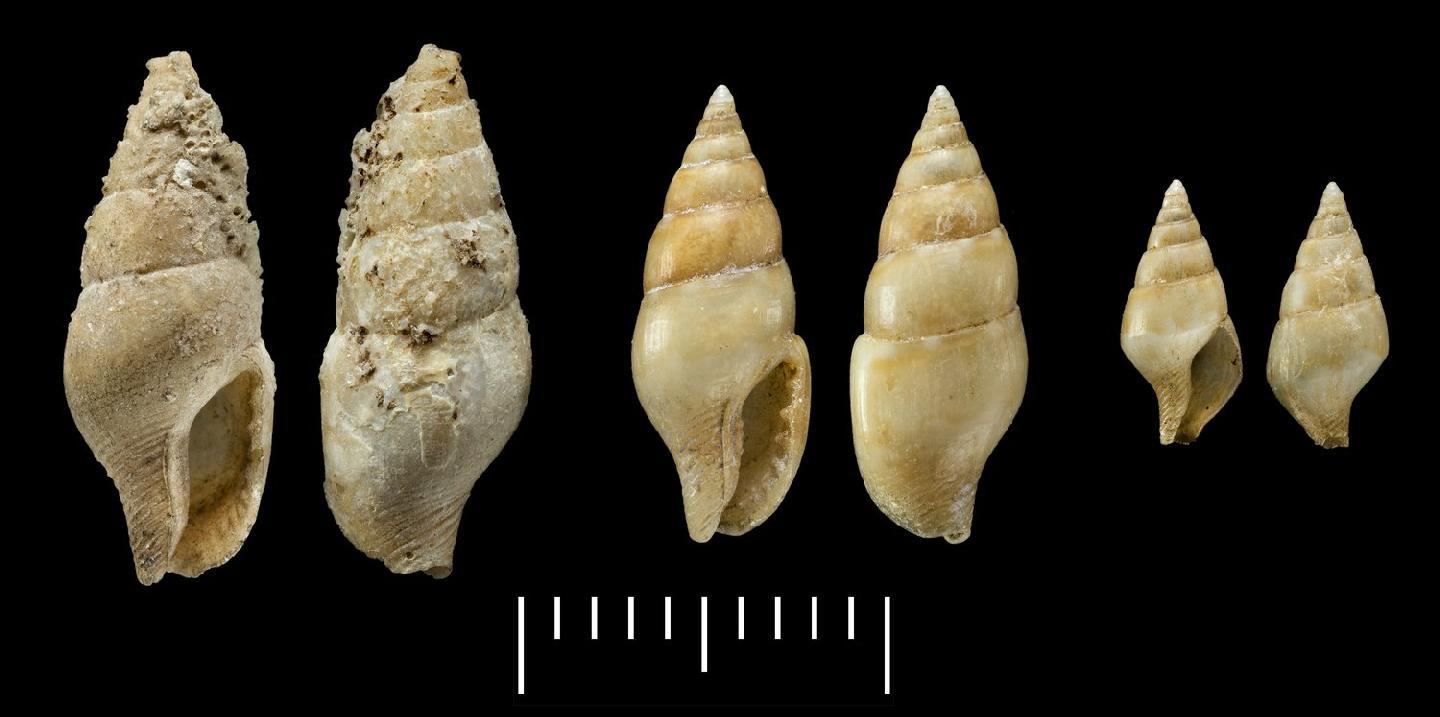 To NHMUK collection (Buccinum canariense A.D.Orb., 1839; SYNTYPE(S); NHMUK:ecatalogue:7087190)