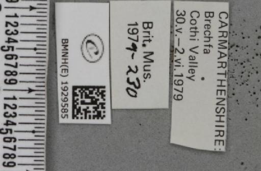 Cabera exanthemata (Scopoli, 1763) - BMNHE_1929585_label_494980