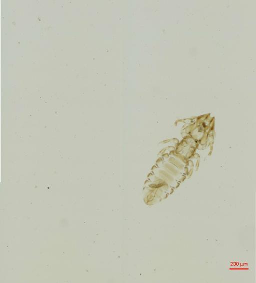 Procaviphilus (Meganarionoides) jordani Bedford, 1936 - 010697623__2017_08_16-Scene-1-ScanRegion0