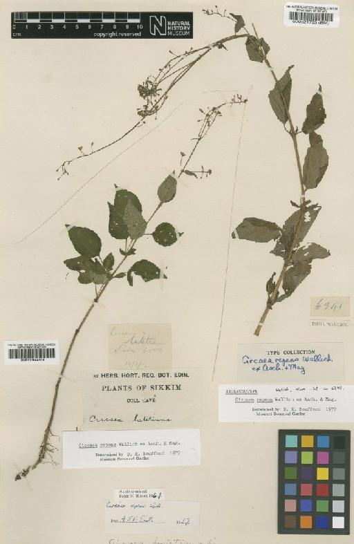 Circaea repens Wall. - BM000521783