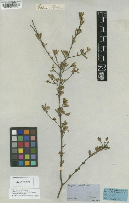 Placocarpa mexicana Hook.f. - BM000551621