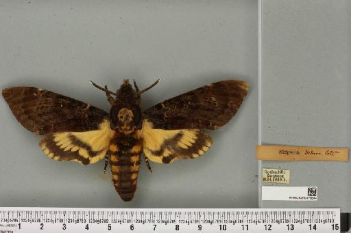 Acherontia atropos (Linnaeus, 1758) - NHMUK_010475844_527306
