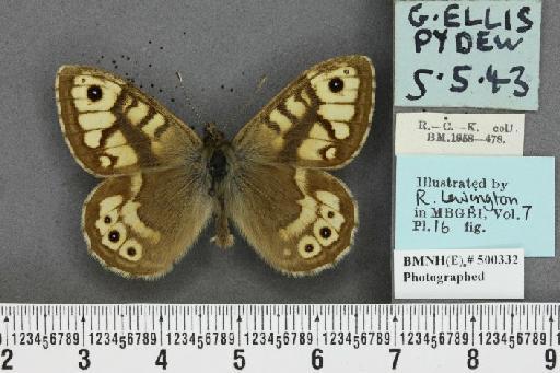 Lasiommata megera ab. bradanfelda Blackie, 1920 - BMNHE_500332_28587