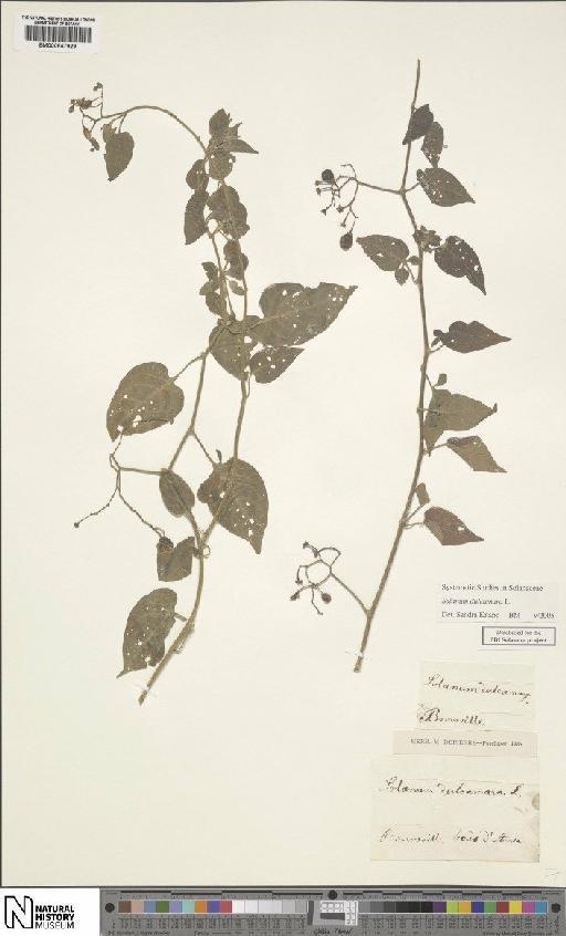 Solanum dulcamara L. - BM000847929