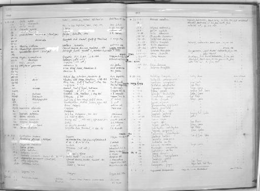 Nematalosa flyensis Wongratana, 1983 - Zoology Accessions Register: Fishes: 1971 - 1985: page 235