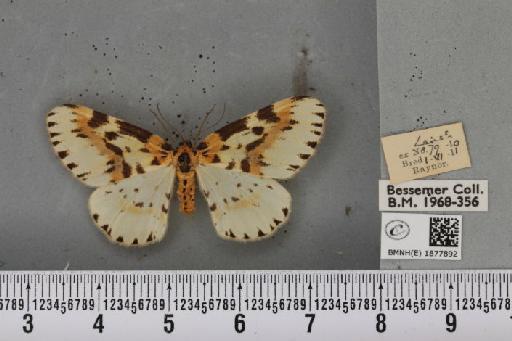 Abraxas grossulariata ab. gloriosa Raynor, 1909 - BMNHE_1877892_436948