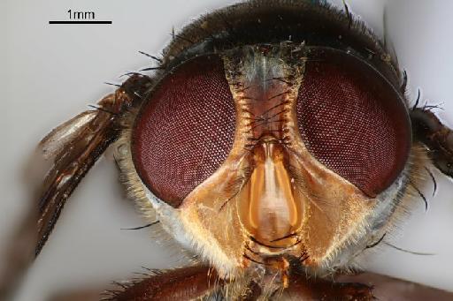 Chrysomya inclinata (Walker, 1861) - Chrysomya inclinata f head front