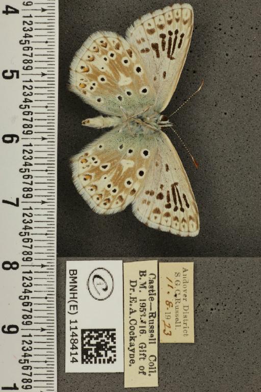 Lysandra coridon ab. parallela Courvoisier, 1907 - BMNHE_1148414_101525