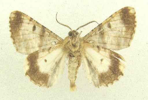 Gastrinodes argoplaca (Meyrick, 1892) - Gastrinodes argoplaca 987422