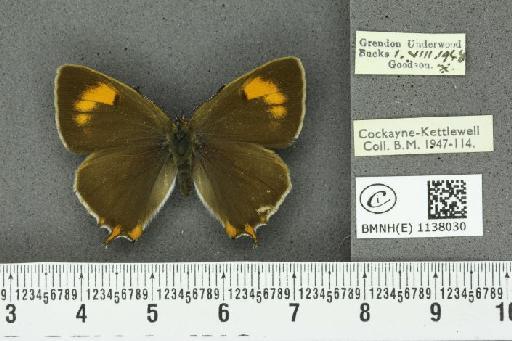 Thecla betulae ab. restricta-lineata Tutt, 1907 - BMNHE_1138030_95090