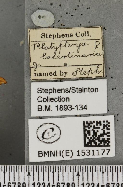 Falcaria lacertinaria (Linnaeus, 1758) - BMNHE_1531177_label_187179