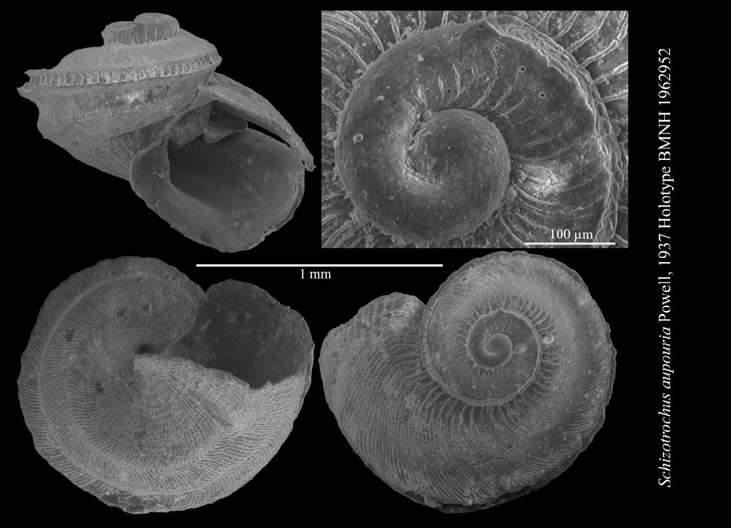 To NHMUK collection (Schizotrochus aupouria Powell, 1937; HOLOTYPE; NHMUK:ecatalogue:2369952)